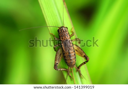 Cricket on green leaf Royalty-Free Stock Photo #141399019