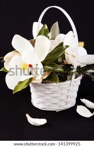 Magnolias in a white basket  on black