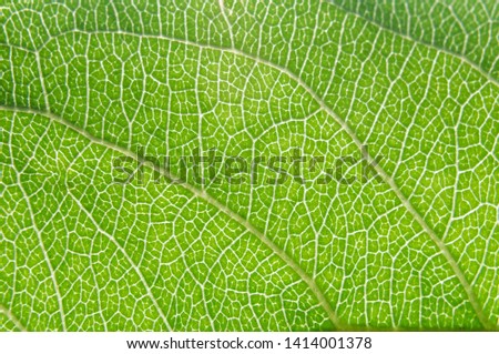 The surface texture of a green leaf.