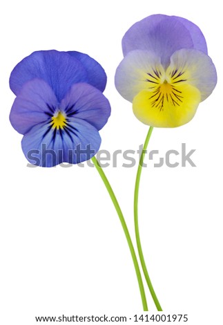 Two colorful pansy flower branches Isolated on White Background