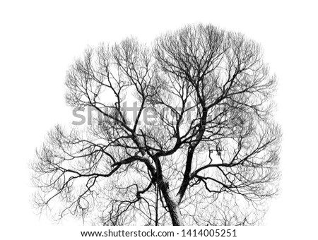 Photo of winter deciduous tree isolated on white background