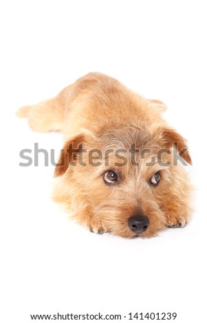 Norfolk terrier dog lying on white background
