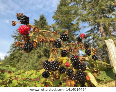low angle close up of ripe blackberries growing