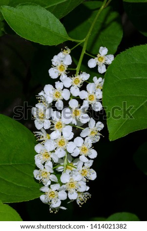Cherry flower surrounded by leaves
