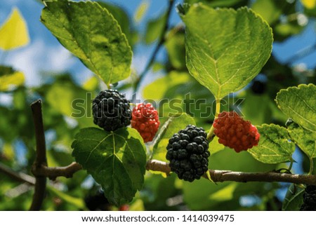 The fruit of black mulberry - mulberry tree