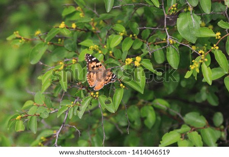 Butterfly Vanessa cardui on the leaves