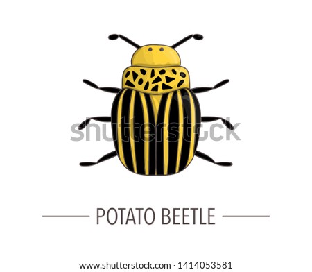 Vector colored potato beetle icon isolated on white background. Colored cartoon style insect illustration. Bug logo 
