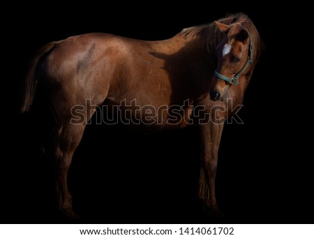 Pregnant mare "Cotton Blend" portrait on farm