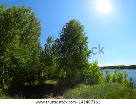 Green trees in a sunny day on a river's coast