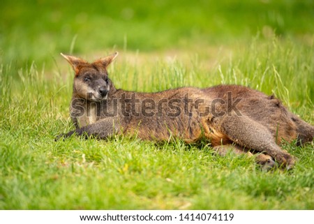 Wallaby, a small or mid-sized macropod native to Australia and New Guinea.
