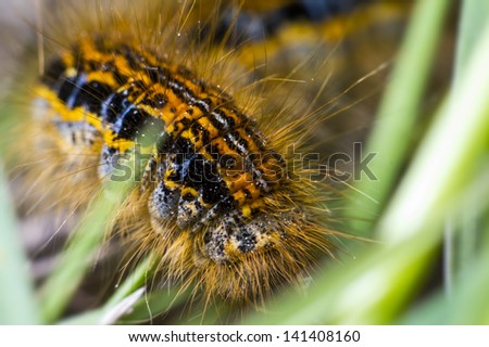 Butterfly Caterpillar Larva On The Stem