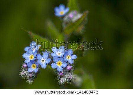 The blue forest flower