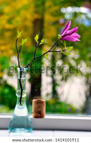 Lily tree flower (Magnolia liliiflora), in glass vase