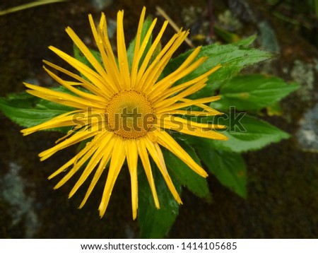 Inula Grandiflora, Showy Inula. This flower at an altitude range of 2000-3500 m. You can find Inula Grandiflora right from the entrance of Valley of Flowers.