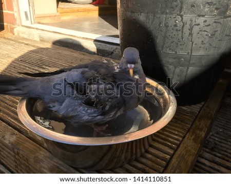 A comical picture of a pigeon bathing in a dogs water bowl. 