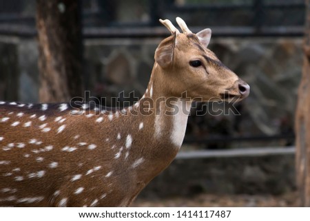 Small Horn Deer In The Park
