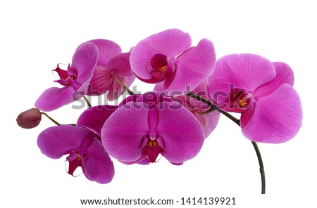 beautiful purple Phalaenopsis orchid flowers, isolated on white background Royalty-Free Stock Photo #1414139921