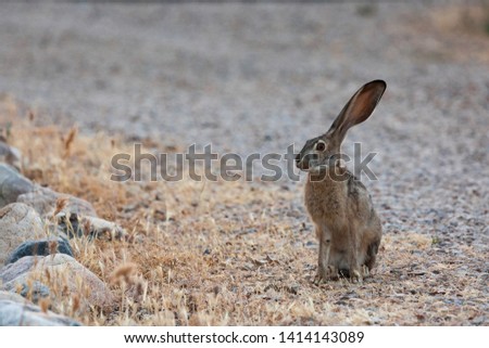 A Jackrabbit (hare) in rural California.