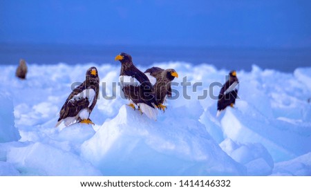 Steller’s Sea Eagle foraging in ice and snow