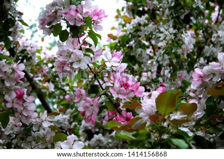 Fresh pink flowers growing on trees