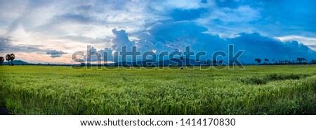 The green field and rainy cloud.