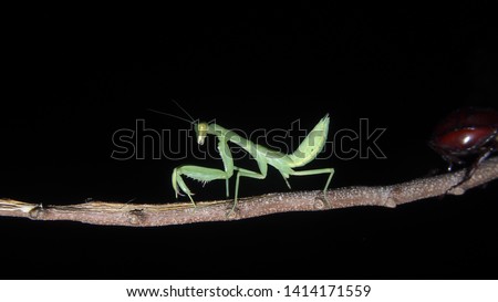 green mantis  very charming at night