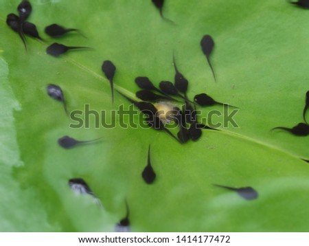 Flock Of Tadpoles On Green Lotus Leaf Background