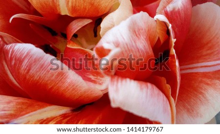 Red terry tulip, the heart of the flower, Bright, beautiful flower.