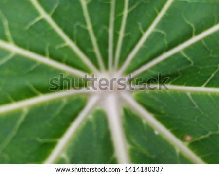 line white on green leaf in papaya beautiful so much