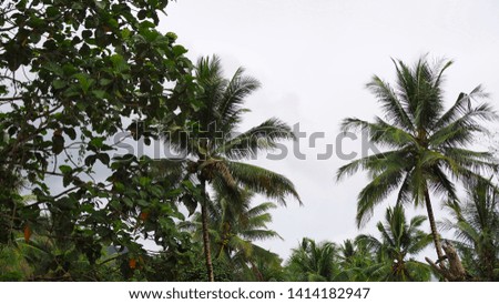 Looking up at tree with sky and cloud as a background in the morning, pictured from Space for text in template, isolated on white background