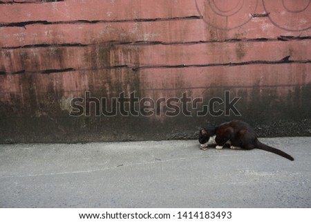 A black cat in font of the old red wall.