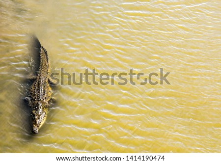 crocodile in water, in costa rica central america