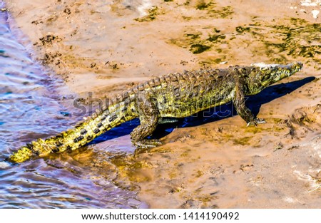 crocodile in mud, in costa rica central america