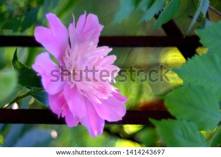 pink peonies bloom in flower beds