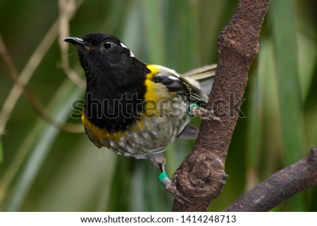 Hihi Endemic Stitchbird of New Zealand