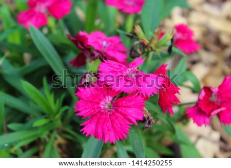 A close-up photograph of a bunch of beautiful pink flowers. This photo was taken at the Sunshine Coast in Queensland, Australia. 