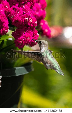 Hummingbird Came to the feeder and wanted some yummy sugar water.
