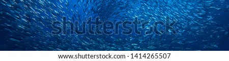 scad jamb under water / sea ecosystem, large school of fish on a blue background, abstract fish alive Royalty-Free Stock Photo #1414265507