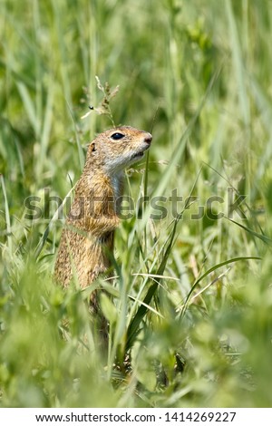 ground squirrel in the region of vienna