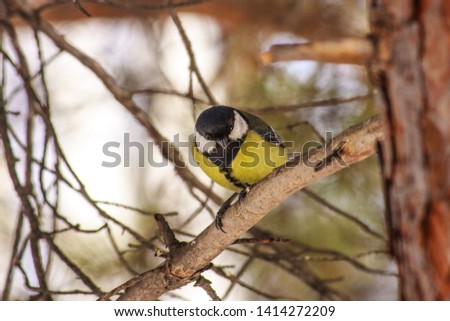 The great tit sitting on tree branch. 