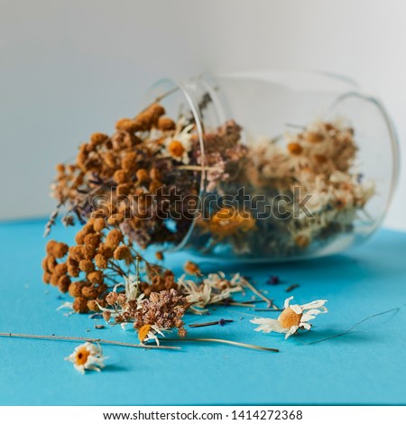 dried chamomile in a glass jar on a blue contrasting background.