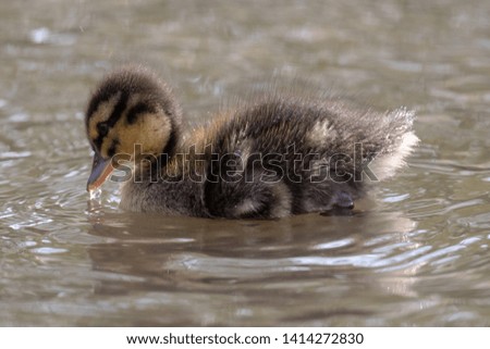 Close up of brown duckling on water