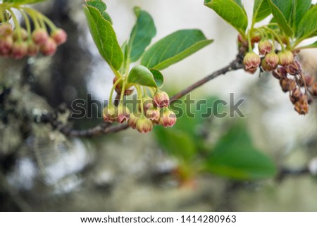 Enkianthus is a genus of shrubs or small trees in the heath family. Its native range is in Asia. With beautiful flower.