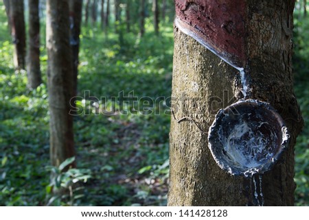 liquid rubber and cup on rubber tree