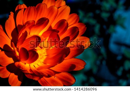 Flower with high contrast and saturated colors. edited real flower to look like flower emitting light. 