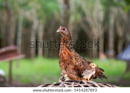 She chicken with chick on wooden cage