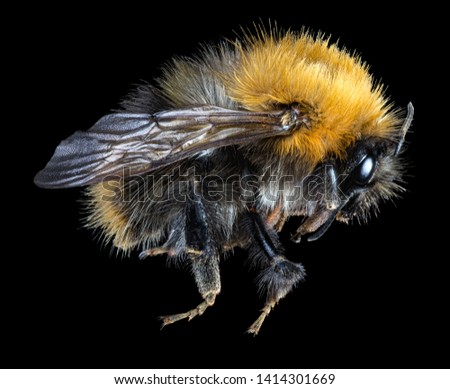 large bumblebee isolated on black background