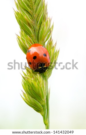 macro picture of a ladybug on a plant