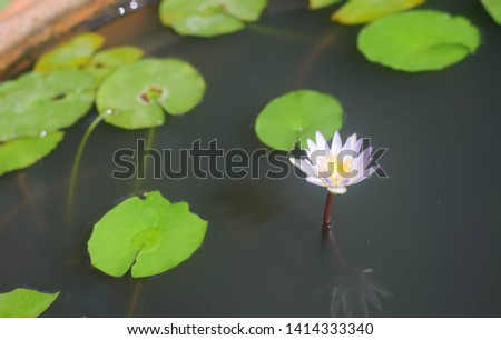 The lotus flowers that bloom in the water bath