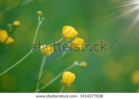 yellow flower in the nature in summer, yellow flowers in the garden